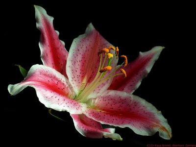 Photography of the Invisible World: Psychedelic Lilly - a UV and VIS ...