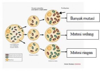 Mengapa Mitokondria Disebut The Powerhouse Of Cell Coba Sebutkan