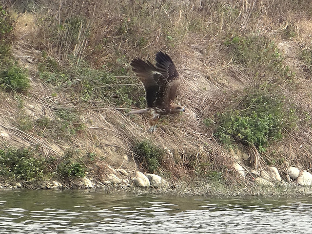 黑鳶、老鷹/無限台南
