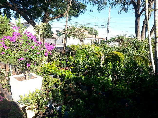 Avaliações sobre Landscape Floricultura em Campo Grande - Floricultura