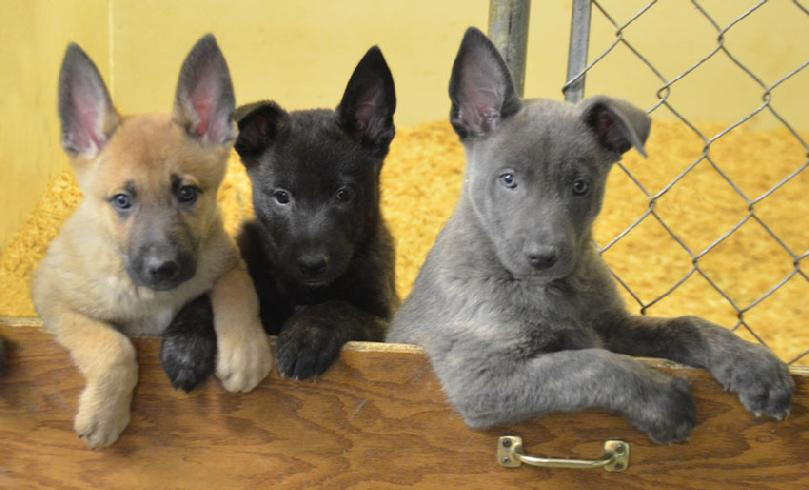 Cute German Shepherd Lab Mix Puppies For Sale In Michigan