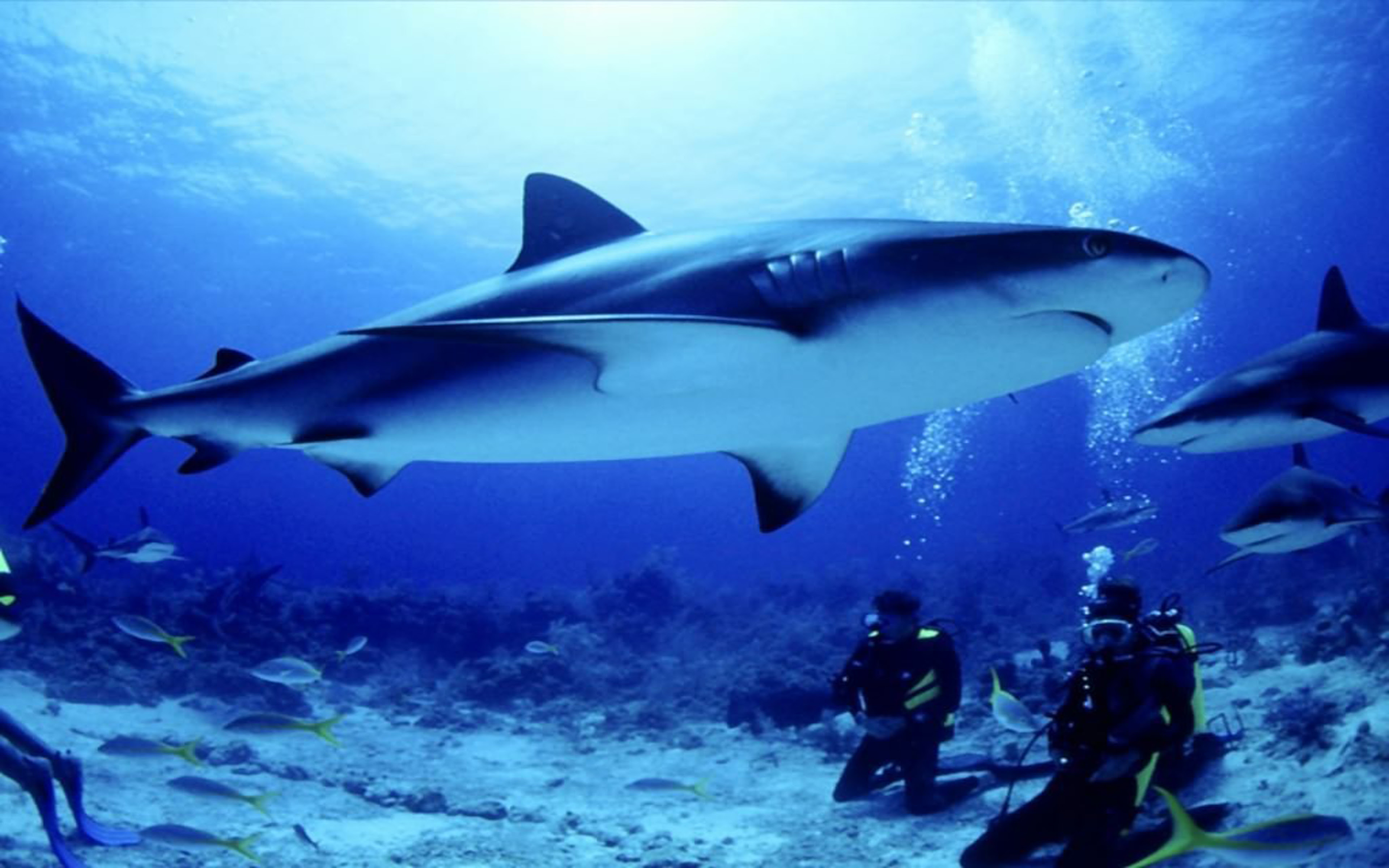 Seabed Shark Fish Divers Hd Wallpapers For Desktop ...
