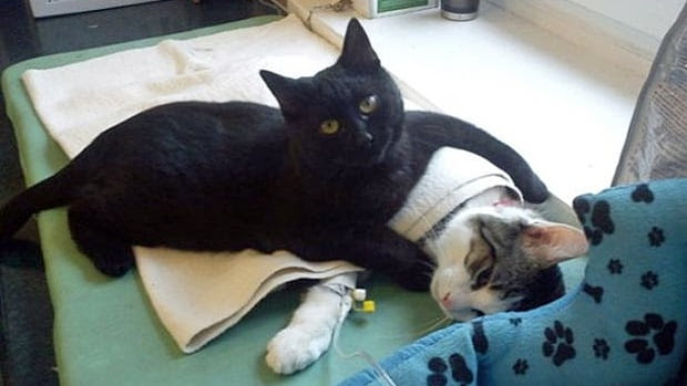 Brought into a Polish animal shelter as a sick kitten, Rademenes now serves as the shelter's unnoficial "cat nurse."