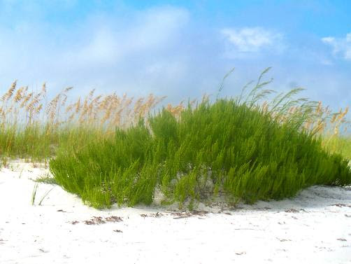 Image result for rosemary plant at the beach