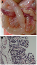 Thumbnail of Signs of porcine epidemic diarrhea virus in piglets, China, November 2010–April 2012. A) Hemorrhage in the intestinal wall. B) Congestion, edema, and epithelial cell shedding in the intestinal mucosa. Hematoxylin and eosin stain; original magnification ×200.
