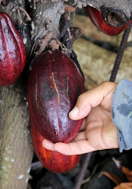 Cutting cocoa pods to check ripeness