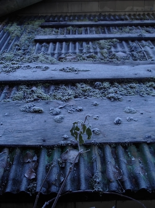 moss on frost, Ketchikan, Alaska