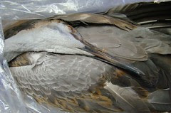 SHcrane 2