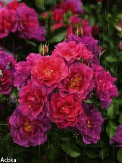 Садовые розы