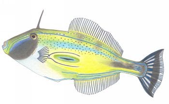 Horseshoe filefish