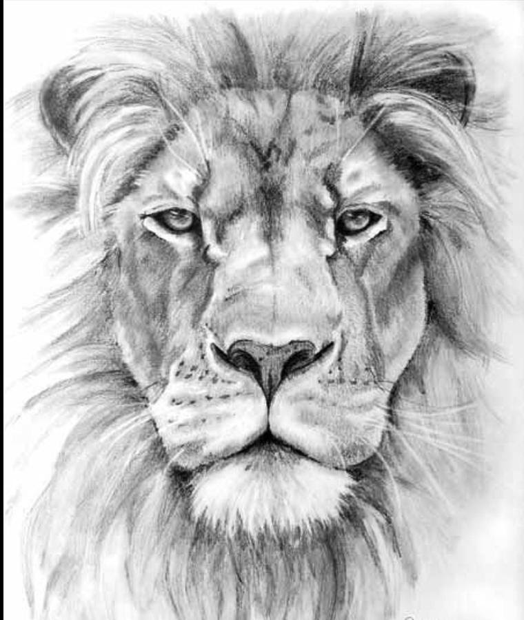 Featured image of post Lion Face Picture Drawing : You can also explore more drawing images under this topic and you can easily this page.