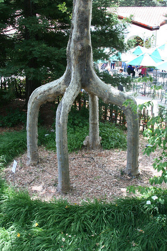 table leg tree