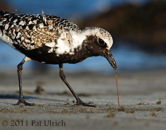 Plover pulling up a worm - Pat Ulrich Wildlife Photography