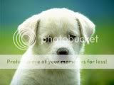 puppy Pictures, Images and Photos
