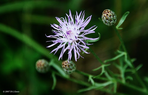 Bachelor’s Button (Centaurea cyanus)