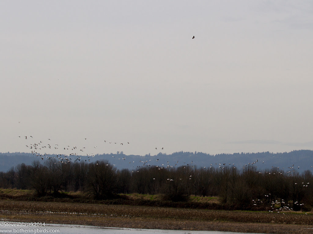 Sauvie Island Oregon