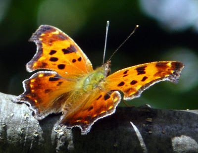 Eastern Comma