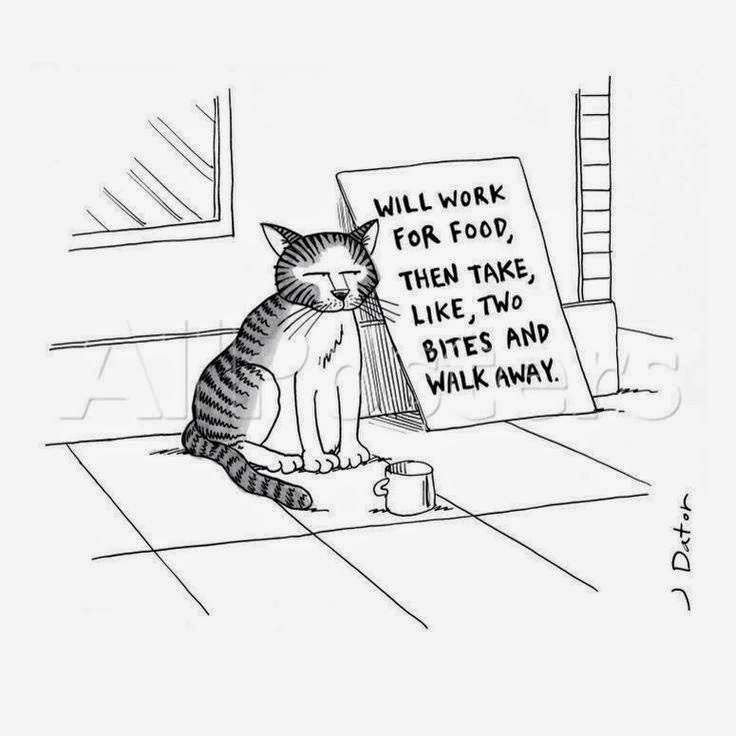 homeless cat begging cat, cat funny, cat comic, cat will work for food, cat drawing, feline comics, lolcat