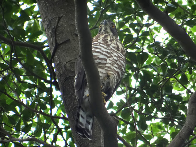 鳳頭蒼鷹/無限台南
