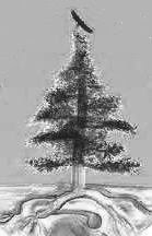 weapon under tree