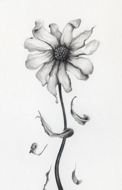 Drooping Daisy Drawing Stoned Reloading