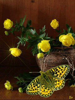 Желтые весенние цветы и бабочка