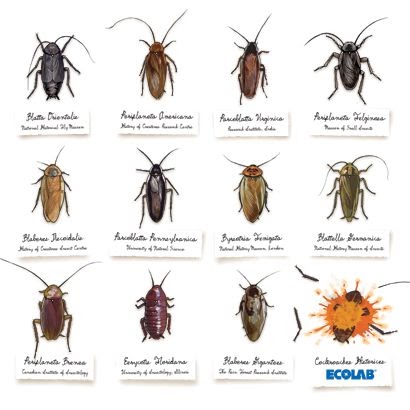 roaches rid apartment cockroaches bugs infestation bed apartments pest why