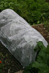 covered kale