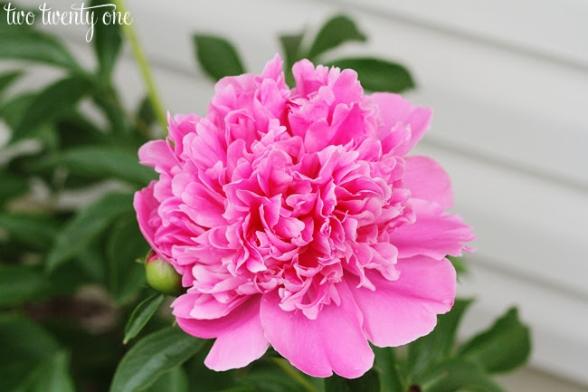 peony - Two Twenty One