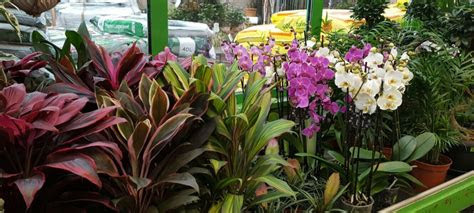 bloeiende kamerplanten meer den haag tuincentrum
