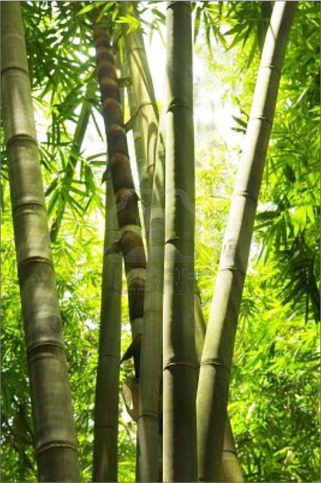 BambooFoundation Menggali Peluang Ekspor untuk Produk 