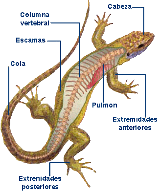 Resultado de imagen de reptiles caracteristicas