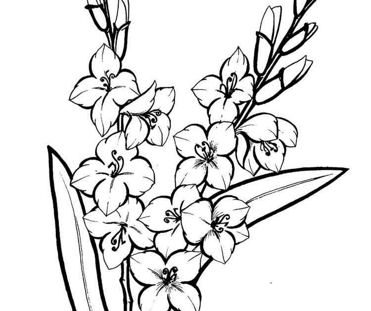 35+ Trends For Line Drawing Gladiolus Flower Outline.