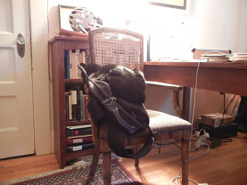 Cat on Bag 0551