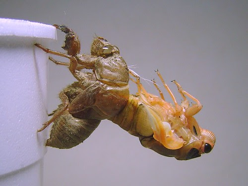 金蟬脫殼/無限台南