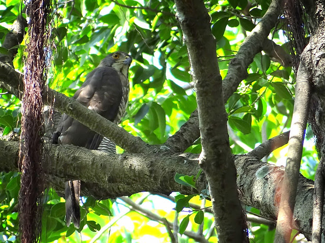 鳳頭蒼鷹/無限台南