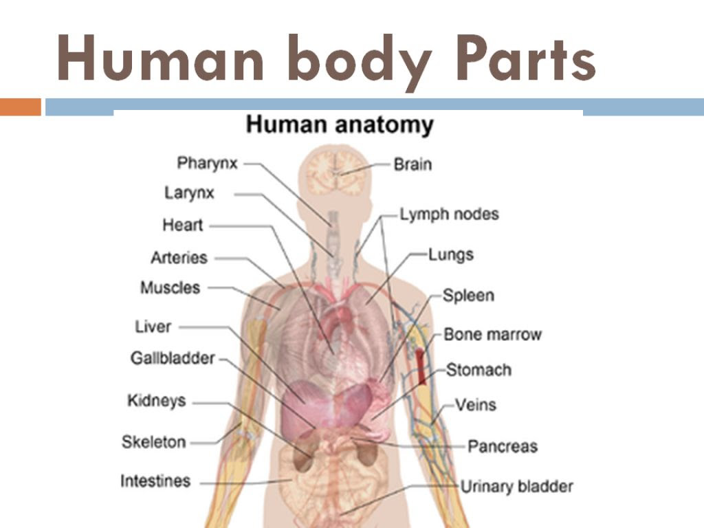 Labelled Diagram Of Human Body Parts Human Anatomy