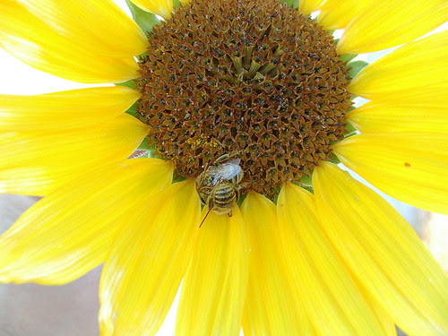 sunflower and two bees