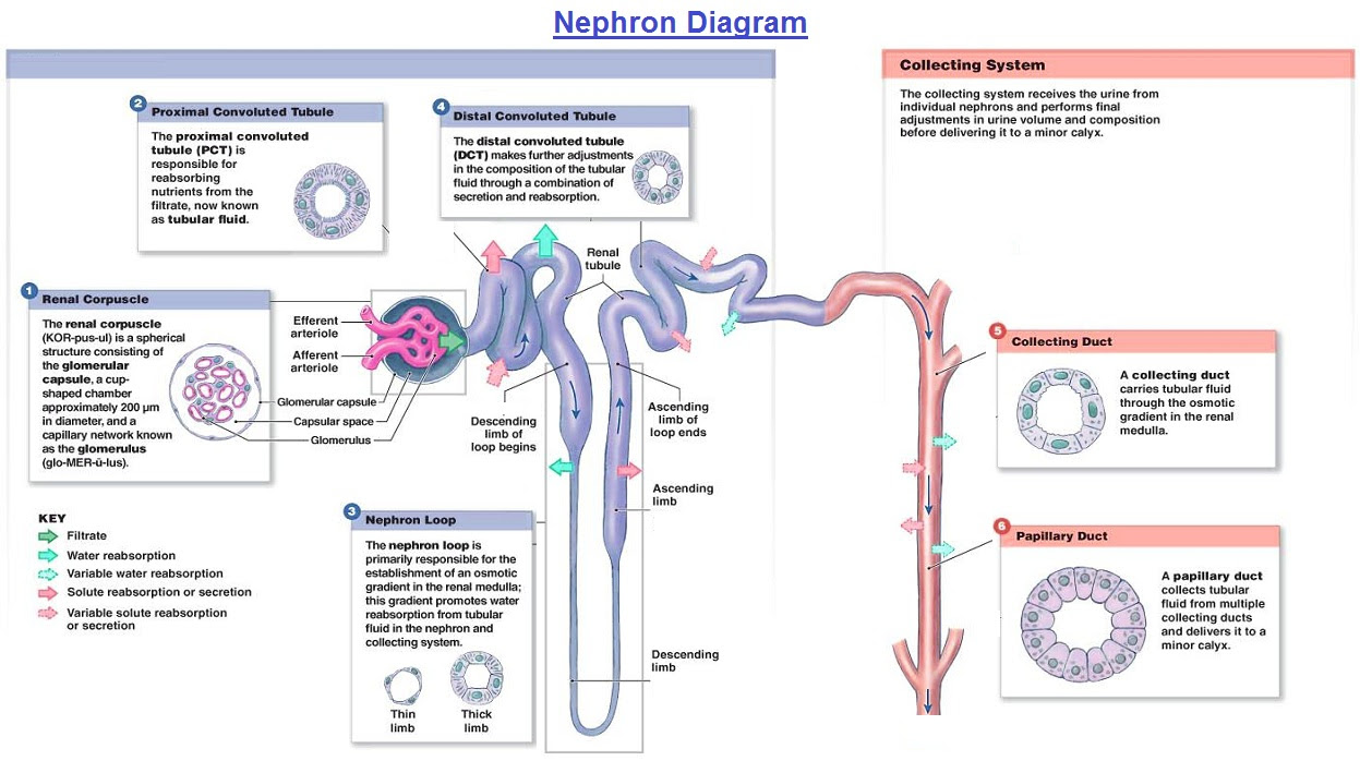 NEPHRON DIAGRAM - Unmasa Dalha