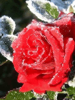 Роза в снегу