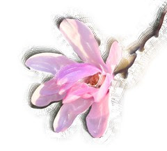 Magnolia