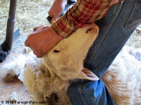 2012 Sheep shearing day 27 - FarmgirlFare.com