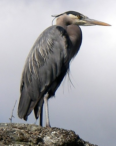 caddy%2Bheron%2B2