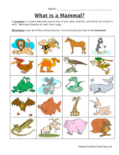 Animal Mammals Chart - Pets Lovers