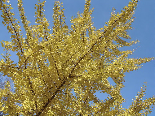 Ginko
