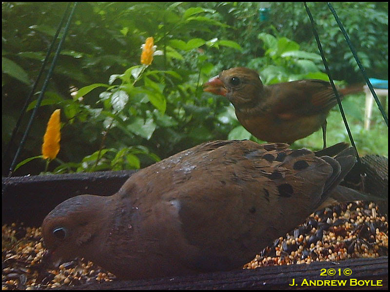 Northern Cardinal
