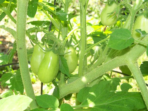 Roma tomatoes