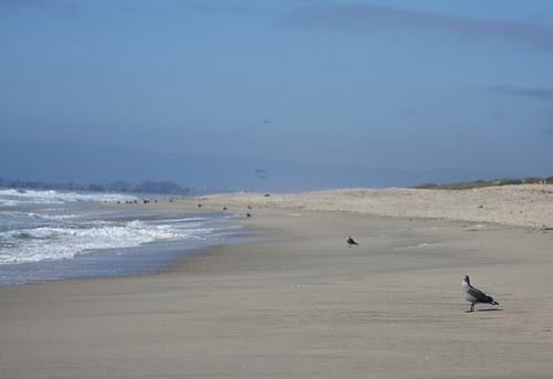 Gull pondering meaning