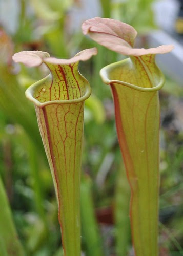 Unknown Sarracenia hybrid