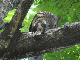 鳳頭蒼鷹/無限台南